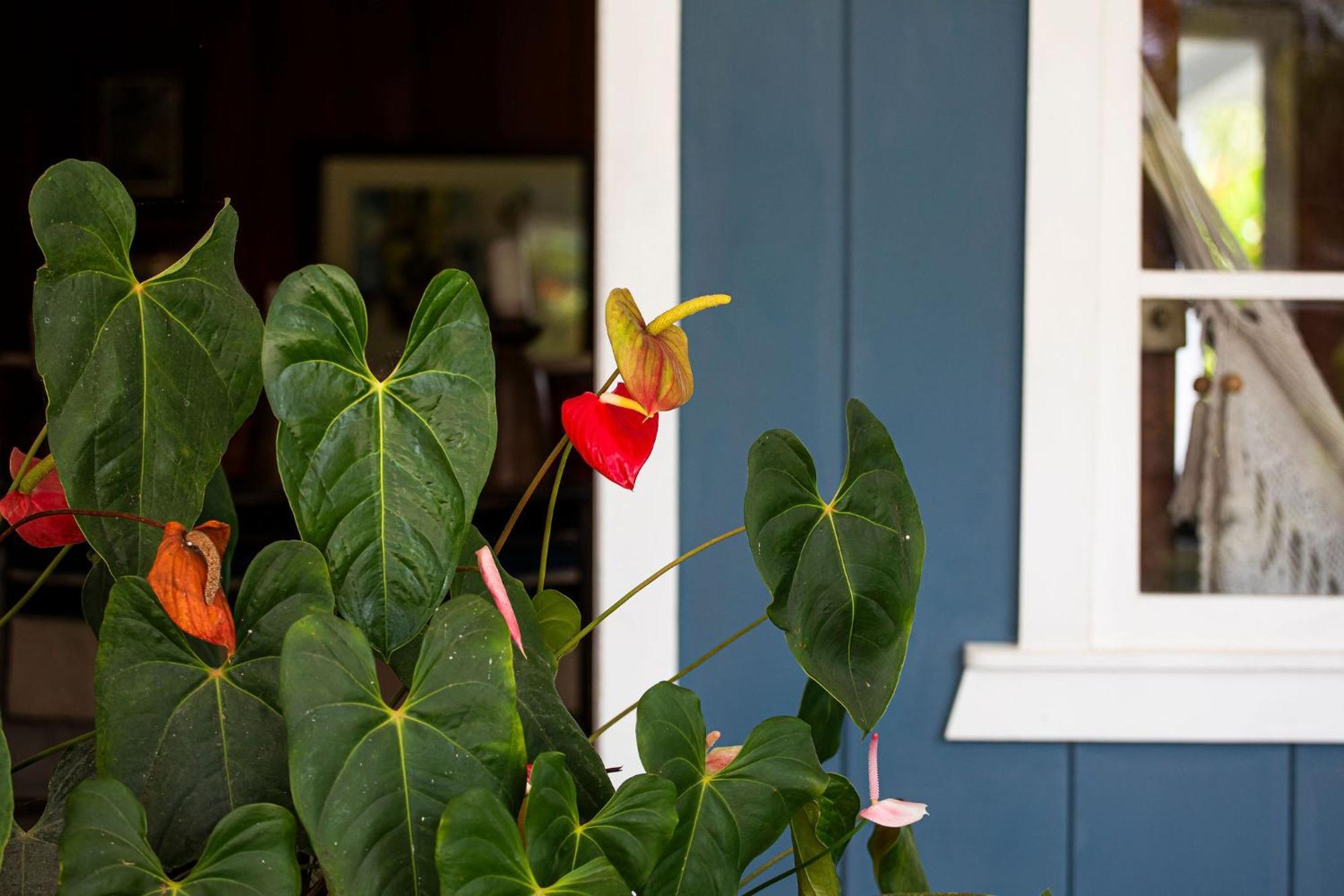 Bed and Breakfast Aquiares Coffee Farm Casa Hacienda La Esperanza Turrialba Exteriér fotografie